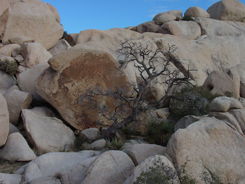 Dead juniper near Barker Reservoir