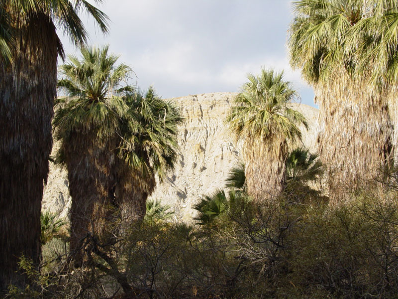 Coachella Valley Preserve