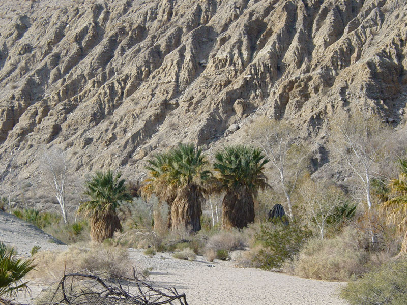 Thousand Palms Wash