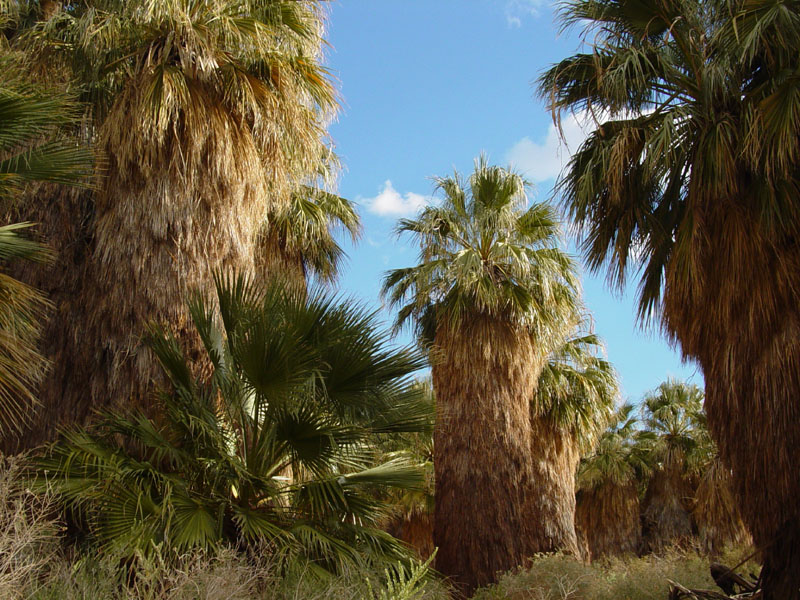 Desert Fan Palms