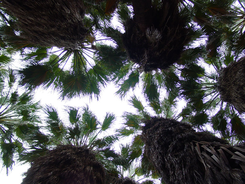 Desert Fan Palms