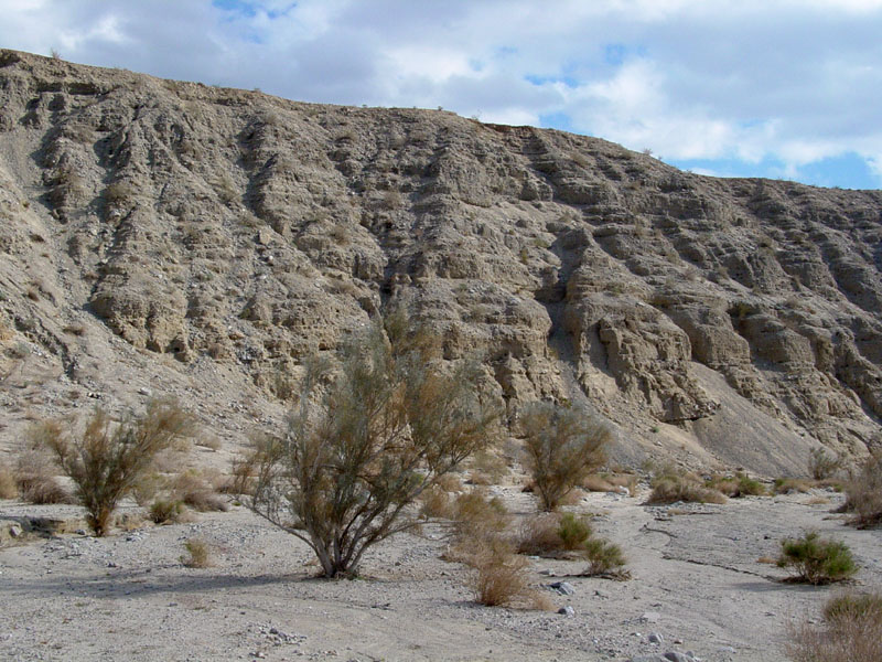 Coachella Valley Preserve