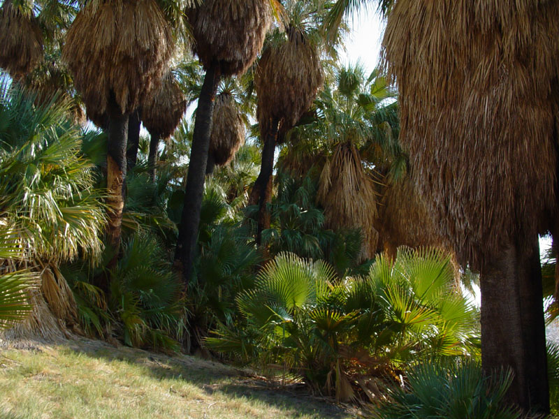 Desert fan palms in the Willis Grove