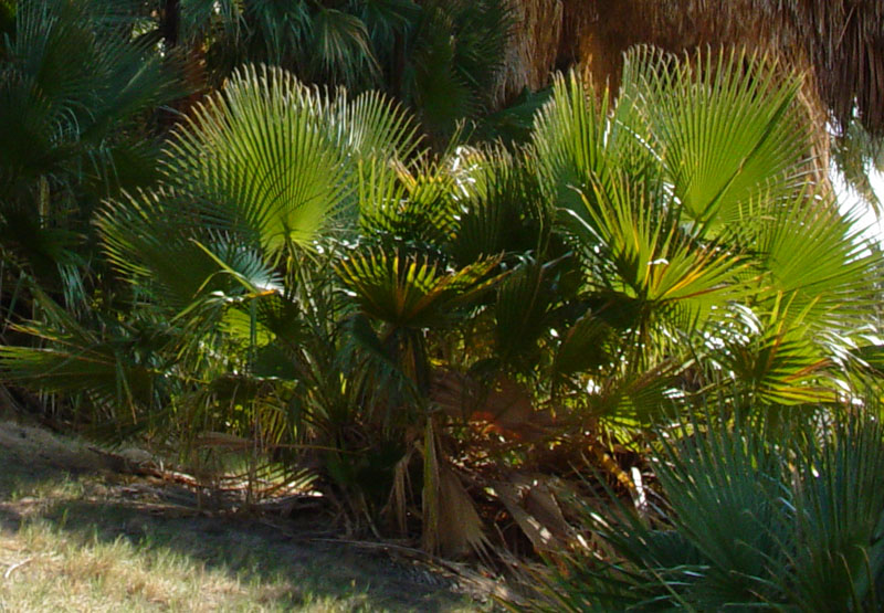 Desert fan palm