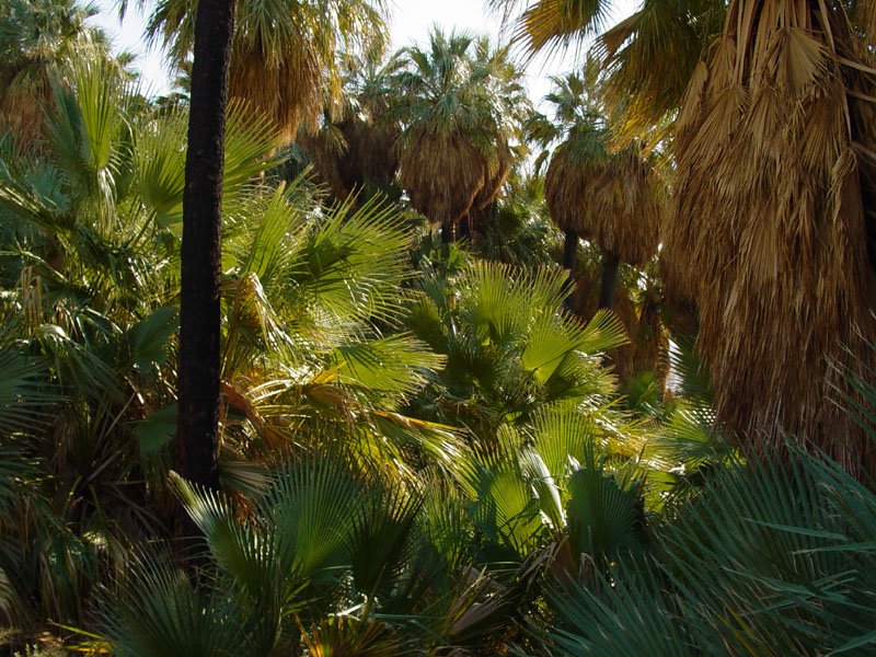 Desert fan palms in the Willis Grove