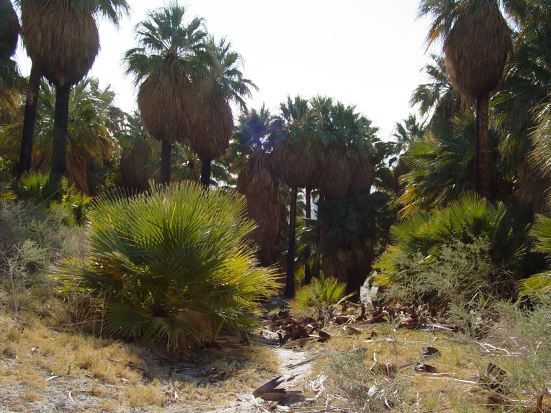 Desert fan palms in the Willis Grove