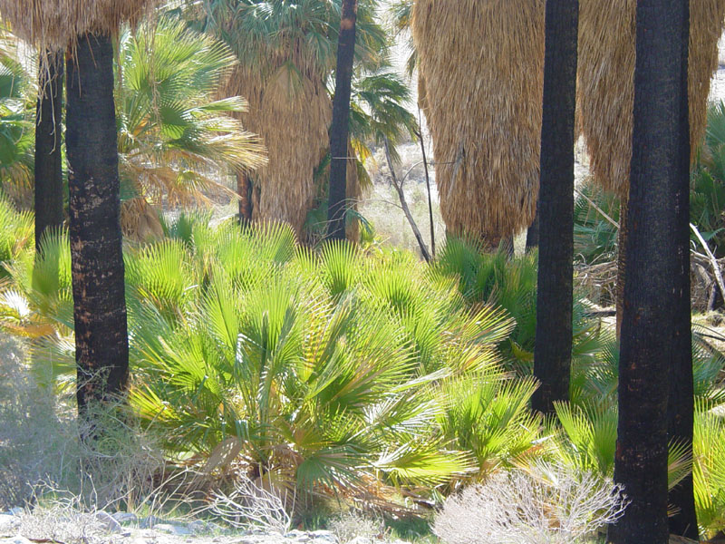 Desert fan palms