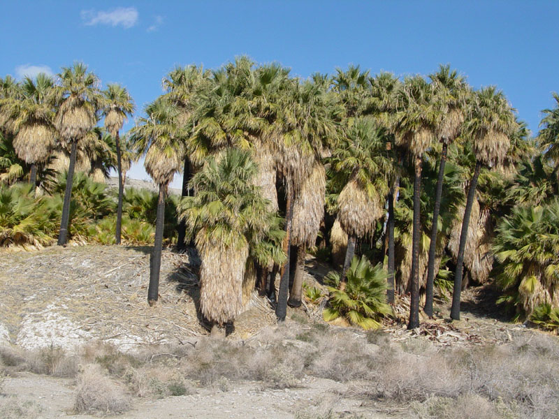 Fault escarpment at the Willis Palms Grove