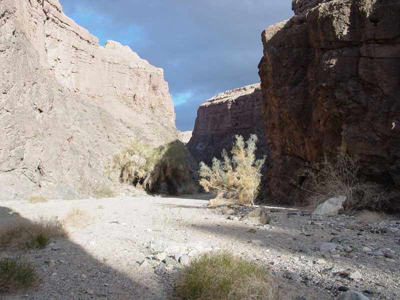 Smoke tree in Painted Canyon