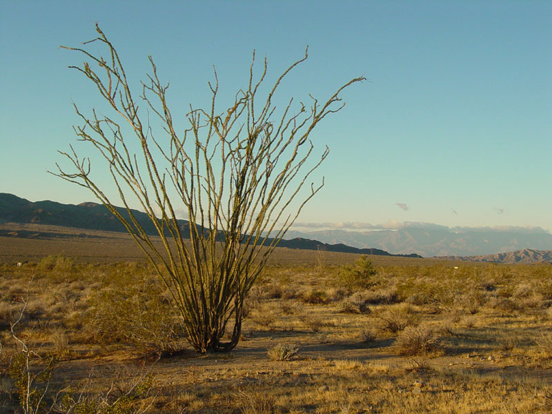 Ocotillo near south entrance to Joshua Tree National Park