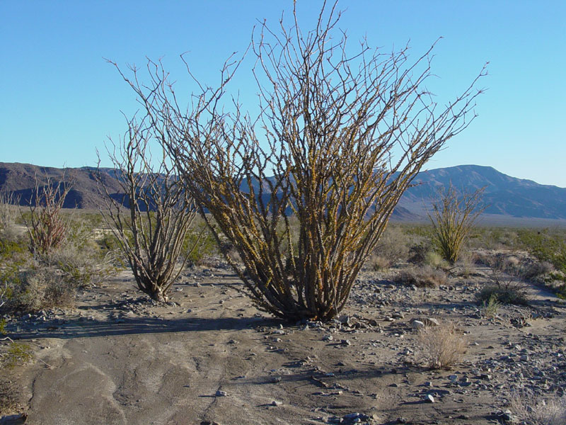 Ocotillo Patch in Joshua Tree National Park