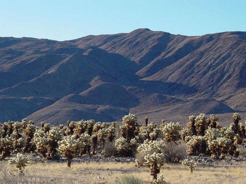 Cholla Cactus Garden in Joshua Tree National Park