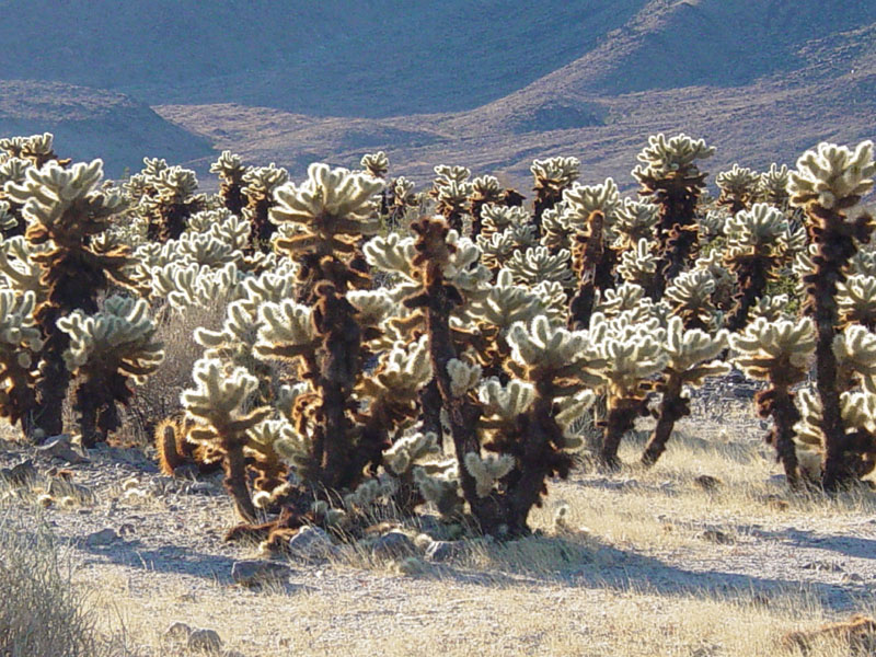 Choola Cactus Garden in Joshua Tree National Park