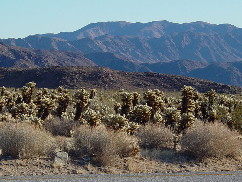 Cholla Cactus Garden in Joshua Tree National Park