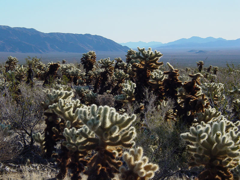 Cholla Garden, Pinto Mountain, and Pinto Basin