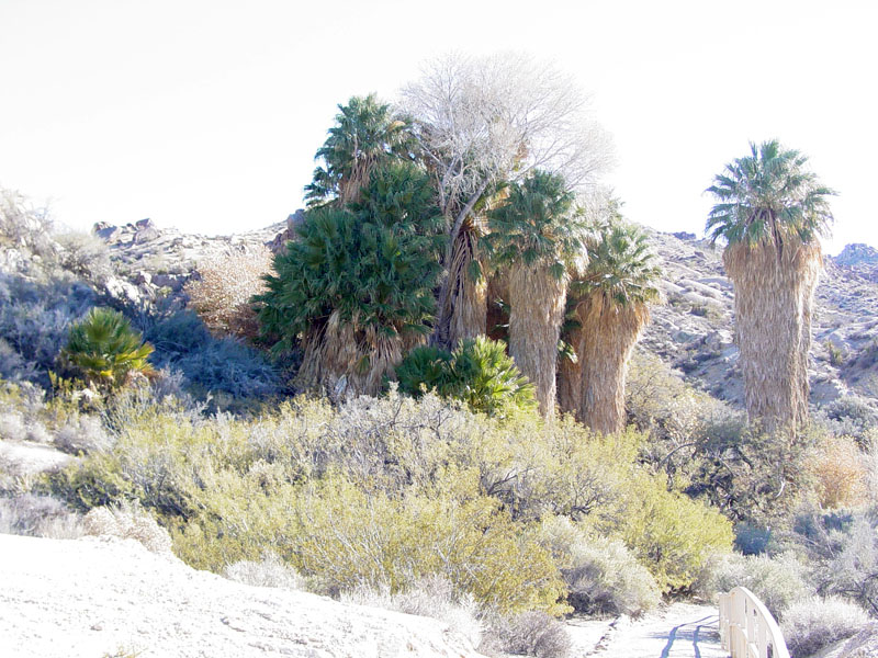 Desert Fan Palms at Cottonwood Springs in Joshua Tree National Park