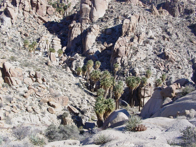 Lost Palms Oasis in Joshua Tree National Park