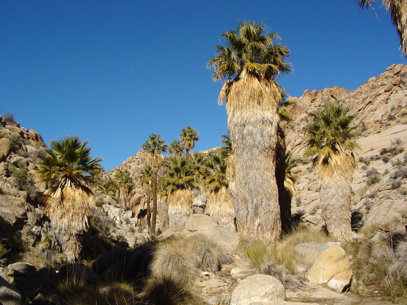 Lost Palms Oasis in Joshua Tree National Park