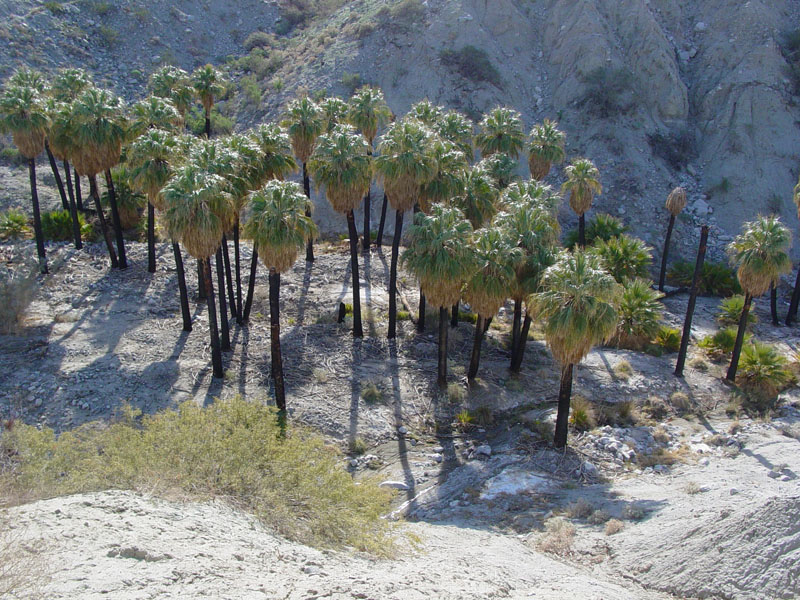 Biskra Palms Grove