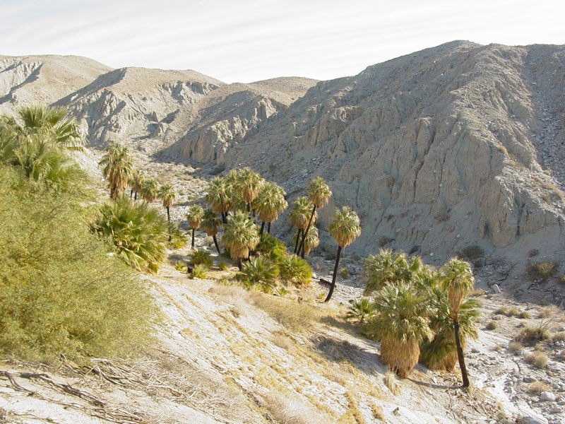 Biskra Palms Grove