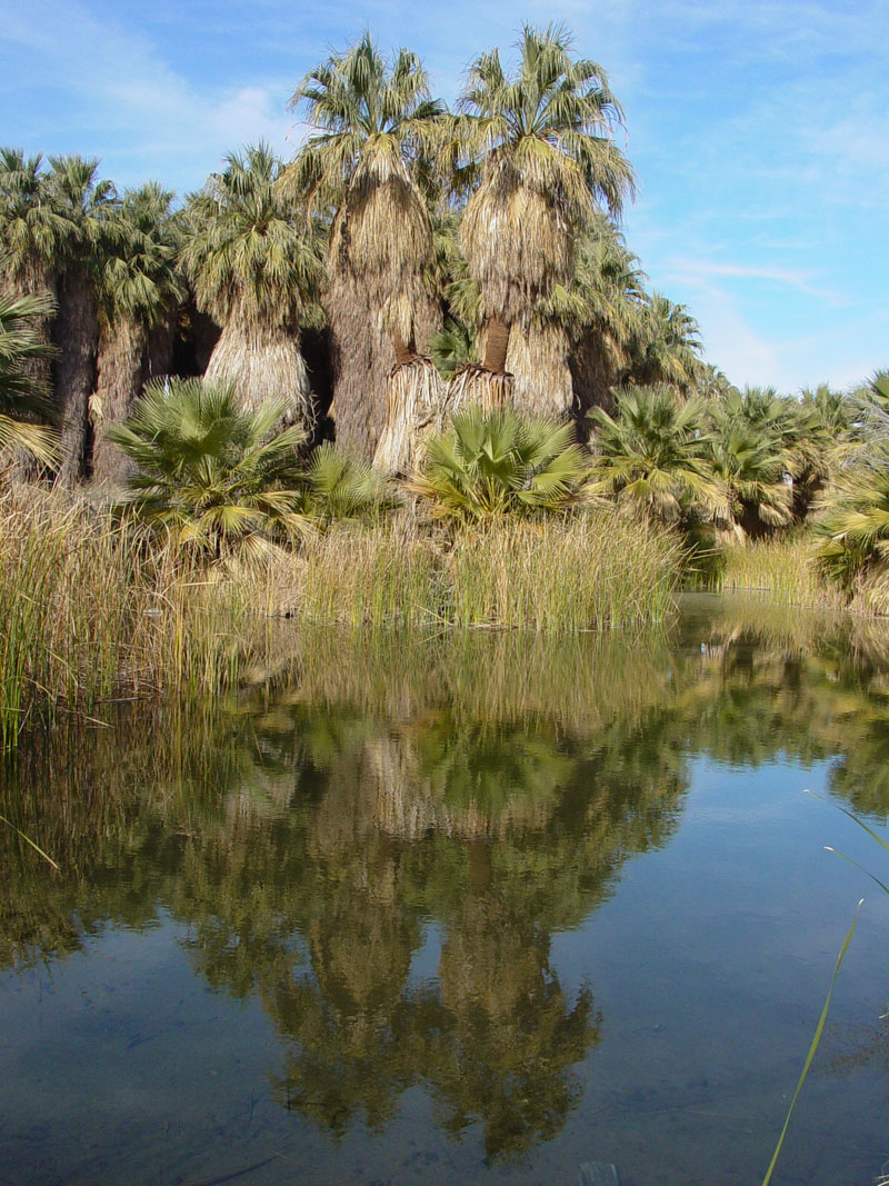 Pupfish Pond at Coachella Valley Preserve