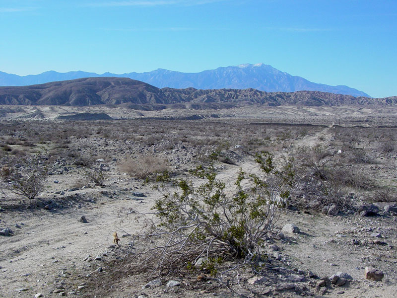 Coachella Valley Preserve