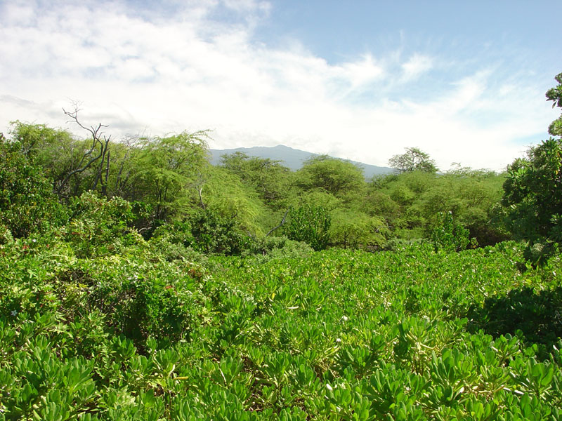 Kaloko Honokohau