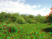 Kaloko beach vegetation