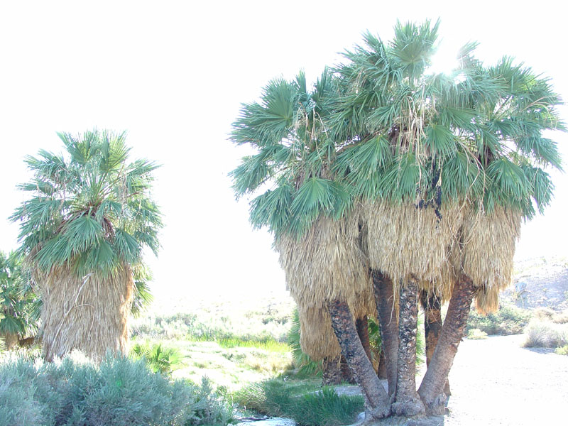 Lake Mead National Recreation Area