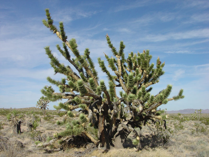 Lake Mead National Recreation Area