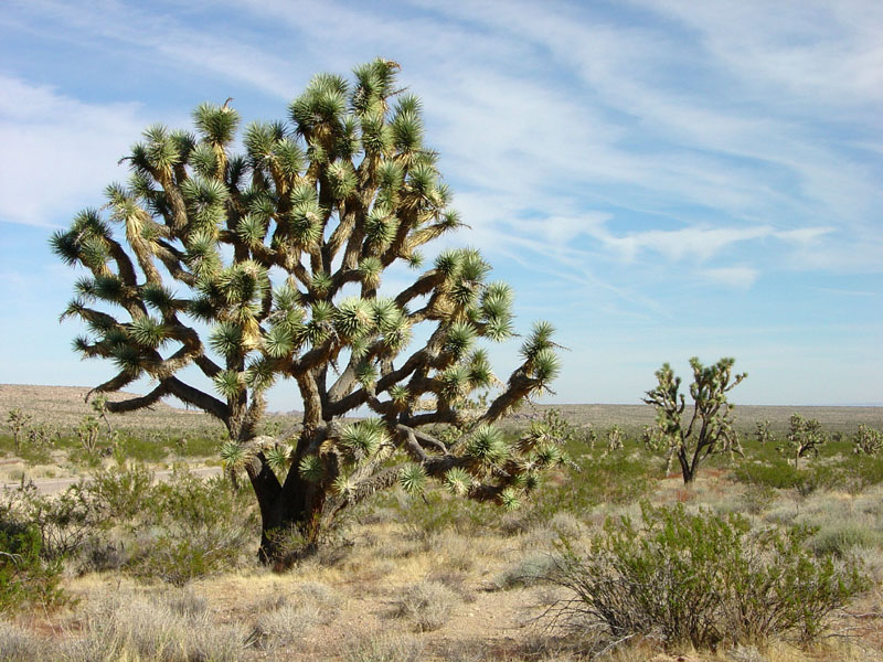 Lake Mead National Recreation Area