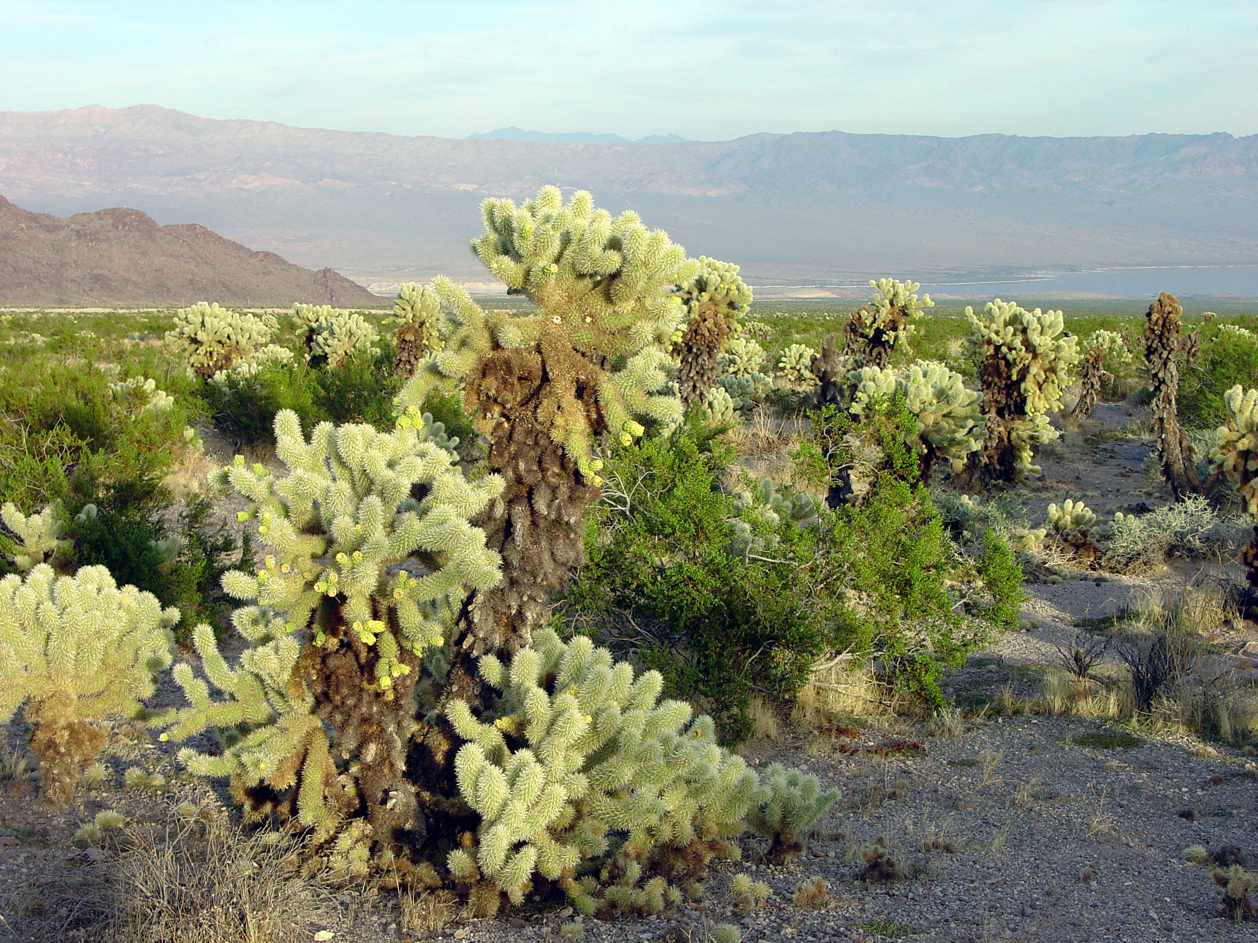 Lake Mead National Recreation Area