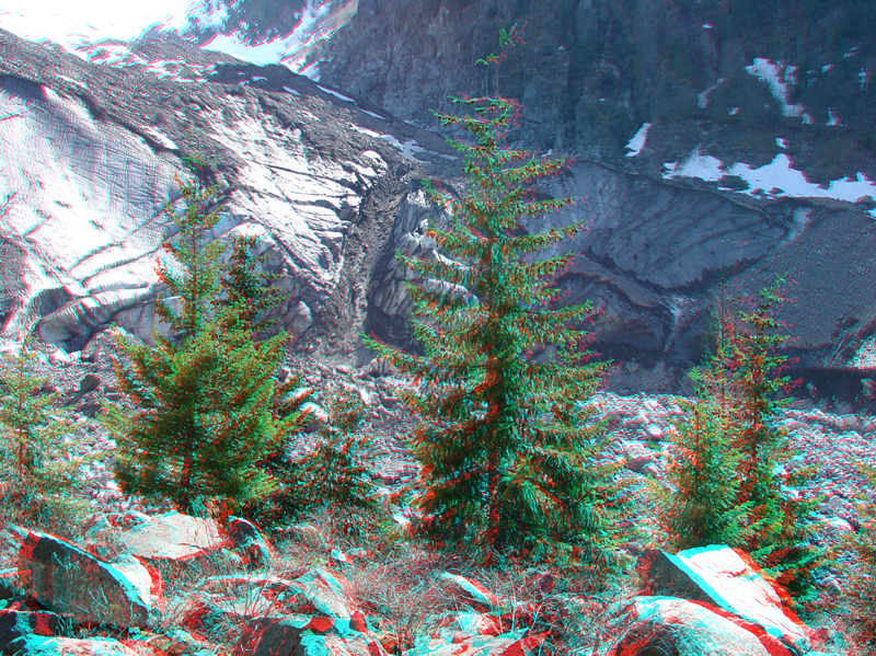 Conifers below Carbon Glacier