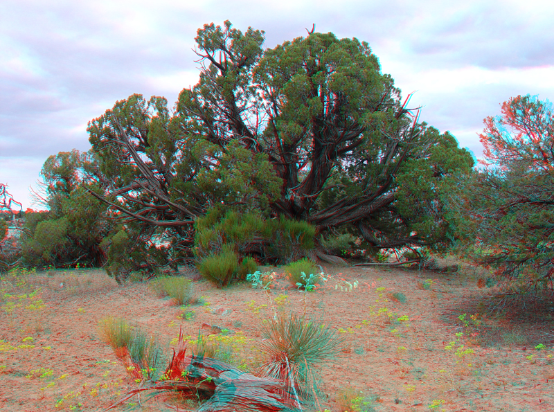 Natural Bridges National Monument