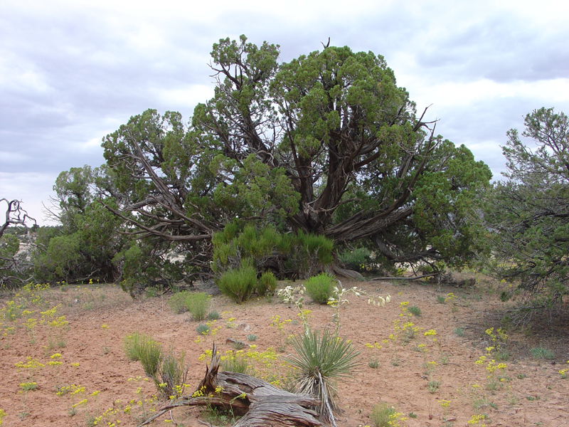 Natural Bridges National Monument