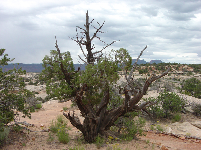 Natural Bridges National Monument