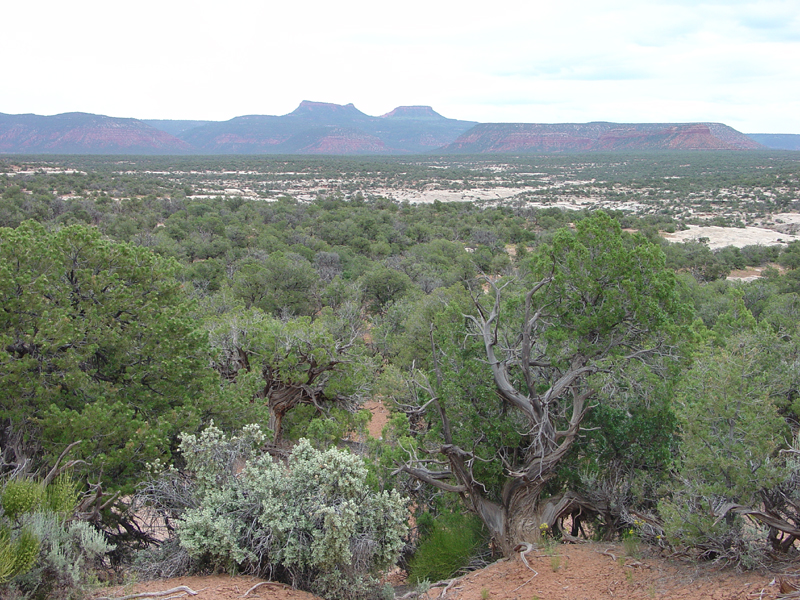 Natural Bridges National Monument