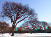 Trees along the Mall near the Washington Monument
