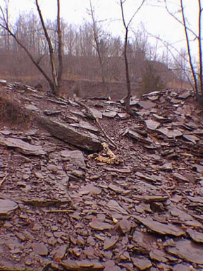 Jurassic Towaco Formation sandstone, Riker Park