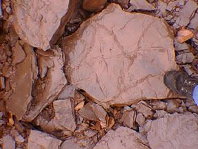 Fossil mud cracks in Jurassic Towaco Formation, New Jersey