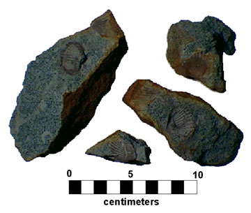 Pelecypods in glauconitic marl from the Eocene Shark River Formation