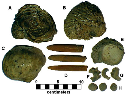 Common fossils of the Late Cretaceous Navesink Formation