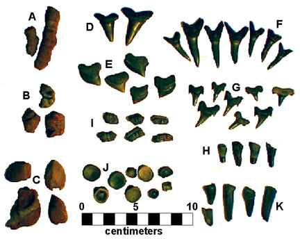 Common fossils of the Late Cretaceous Wenonah Formation