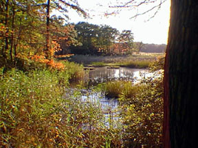 Coastal wetland in Cheesequake State Park