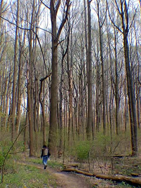 Tulip tree grove at Tatum Park, Monmouth County, New Jersey