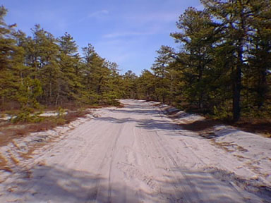 A sand road in the Pine Barrens, Wharton State Park, New Jersey