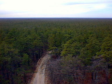 View from Apple Pie Hill fire tower, Wharton State Forest, New Jersey