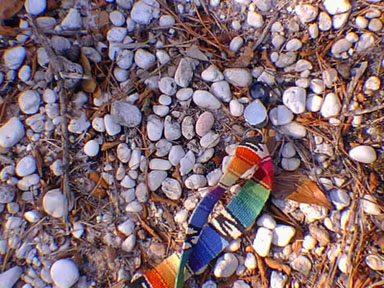 Quartz gravel, Beacon Hill Gravel, Penn State Forest, New Jersey