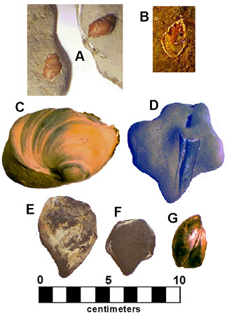 Fossil gastropods and bivalves
