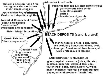 Types of materials found in wrackline deposits on the beaches of the New York Bight